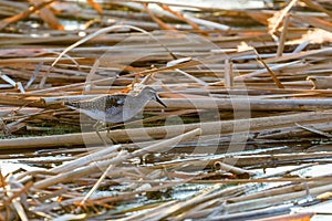 Sandpiper,Â Wood SandpiperÂ Tringa glareola Wader BirdÂ Sandpiper